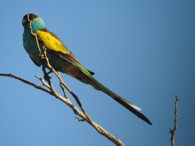 Hooded Parrot at Pine Creek, one of about 40 we eventually saw there